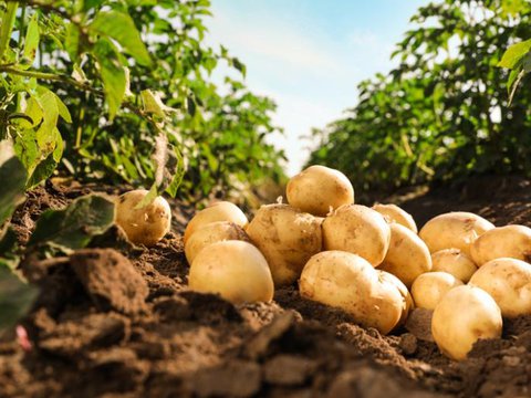 Que-puis-je-planter-a-cote-des-pommes-de-terre