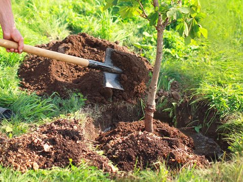 planter_un_arbre